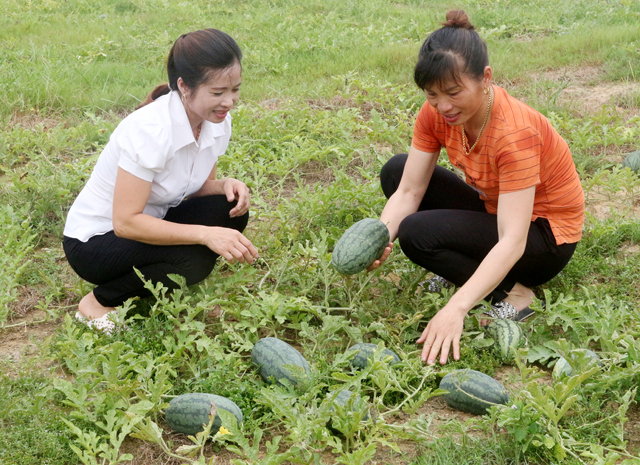 Chị Đặng Thị Chung, thôn Đồng Tý, xã Phúc An (bên phải) thu hoạch dưa hấu.